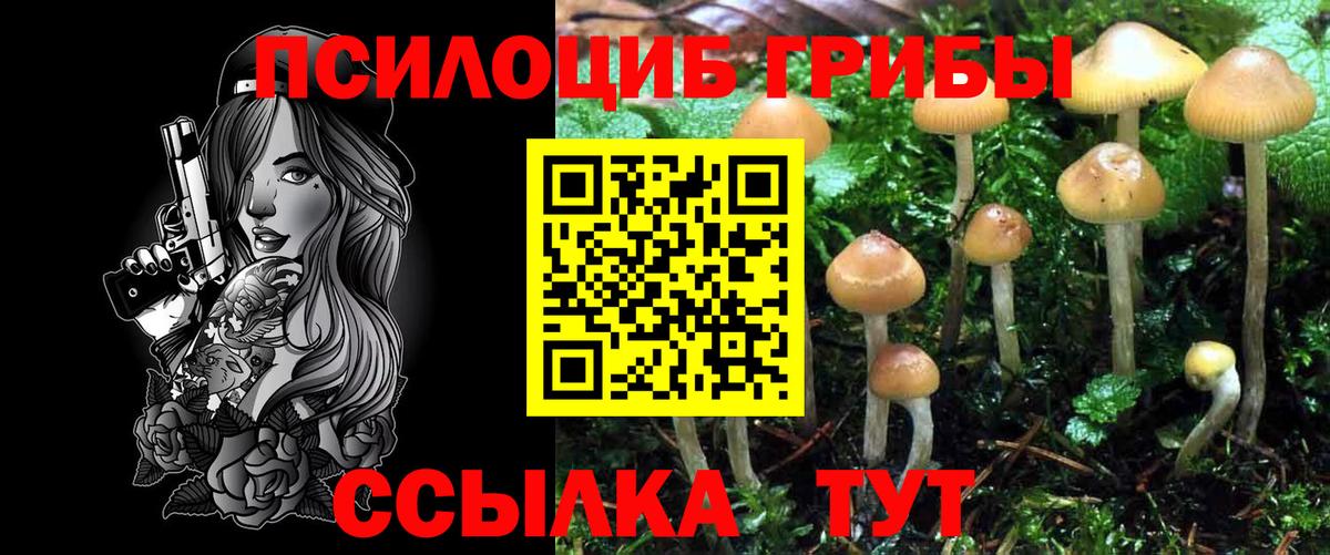 Псилоцибиновые грибы Cubensis Сыктывкар